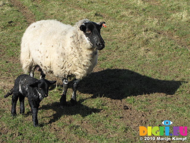 SX12647 Little black lamb and ewe
